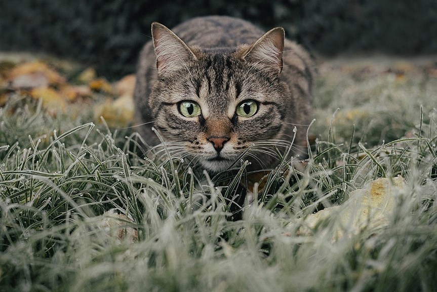 Image of a cat