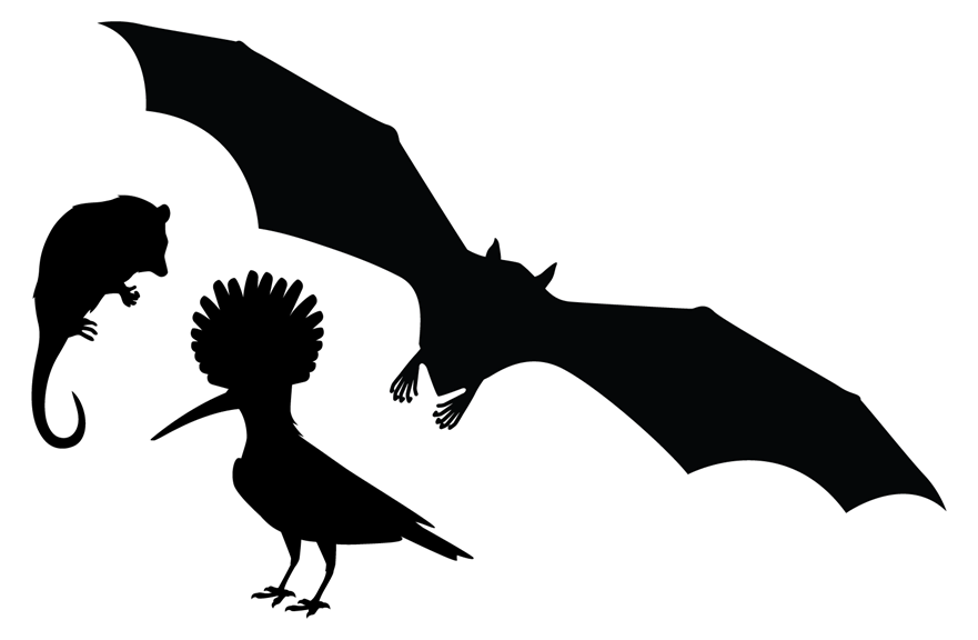 Silhouettes of three small animals: a bird with a round tuft of feathers on its head, a bat with a little round body, and a possum-like creature clutching a branch.   