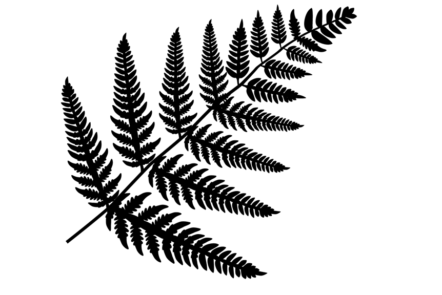Silhouette of a fern frond with a feather-like arrangement of small leaves, each leaf a frond containing even smaller leaves itself, and so on.