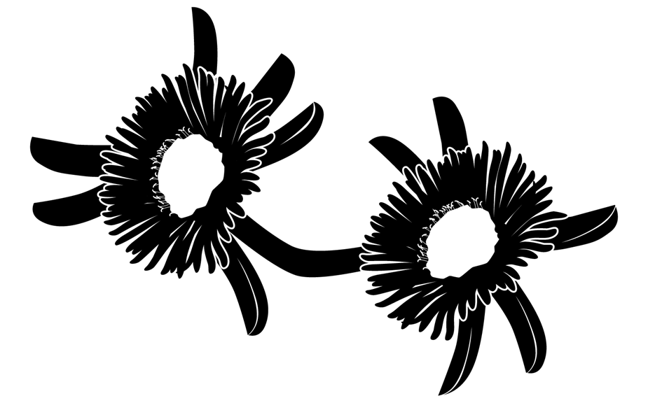 Silhouette of two round daisy-like flowers.   