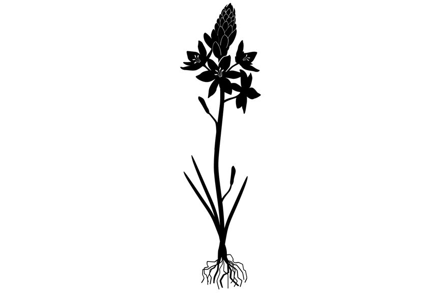 Silhouette of a plant with a long, thin stem with a cluster of flowers on top and roots on the bottom. 