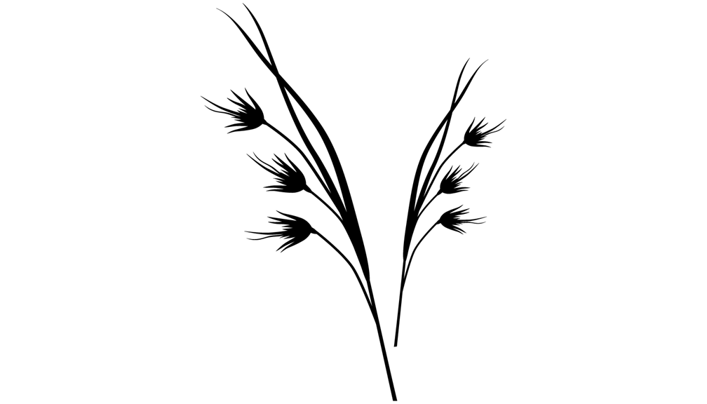 Silhouette of a tall grass with slender leaves and bushy seed heads. 