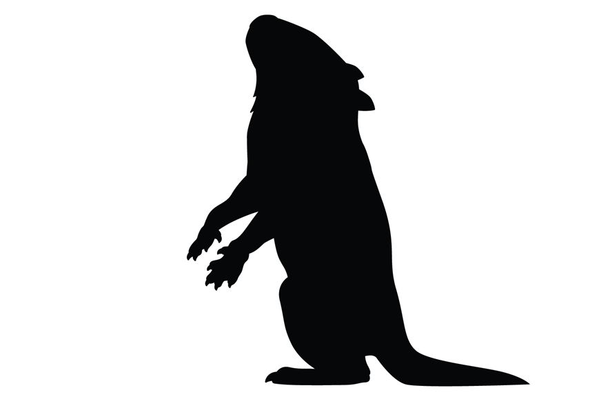 Silhouette of a baby mammal looking up, standing on its hind legs supported by a chunky tail. 