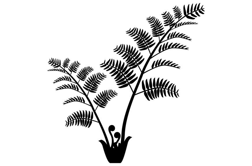 Silhouette of a tall fern plant with fronds that each contain many small leaves in a featherlike arrangement, and new curl-shaped branches growing at the base of the plant.   