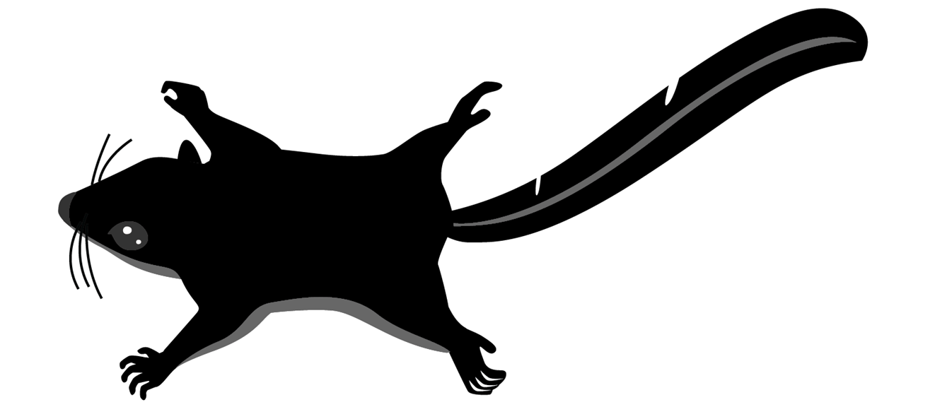 Silhouette of a marsupial glider with distinct whiskers and long feathery tail. 