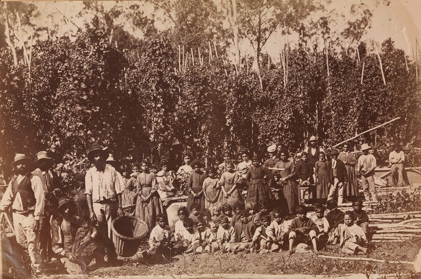 Residents at Coranderrk Aboriginal Reserve farming hops, 1870s