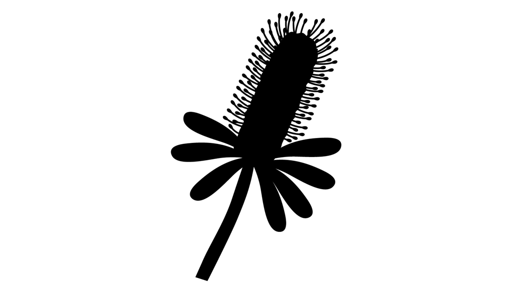 Silhouette of a narrow cylindrical flower with a cluster of long, rounded leaves at its base.