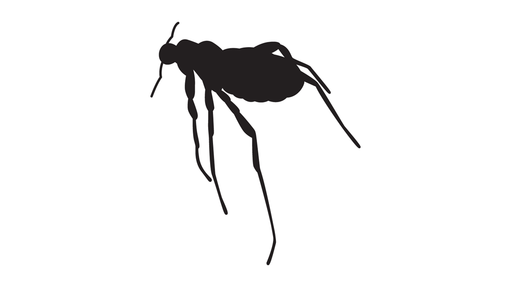 Silhouette of a flea, its actual size is 8mm high.
