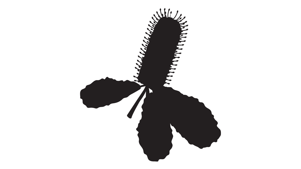 Silhouette of a banksia flower