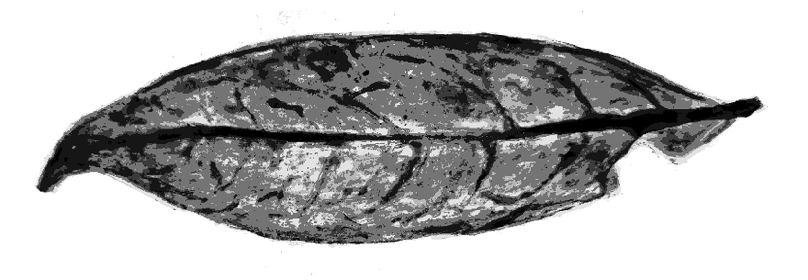 Fossilised leaf with rounded edges and point spike at the end. 