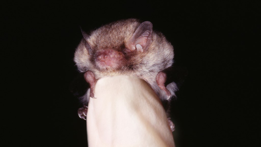 A Little Forest Bat perched on a human thumb