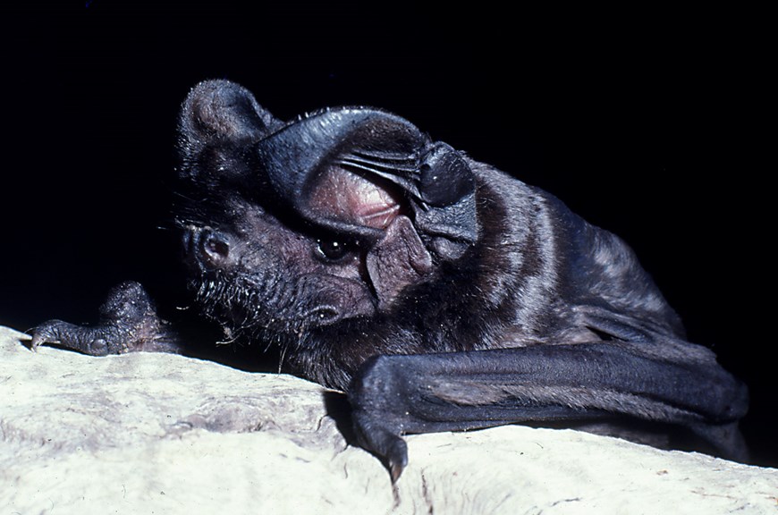 Close up of White-striped Free-tailed Bat on the branch of a tree
