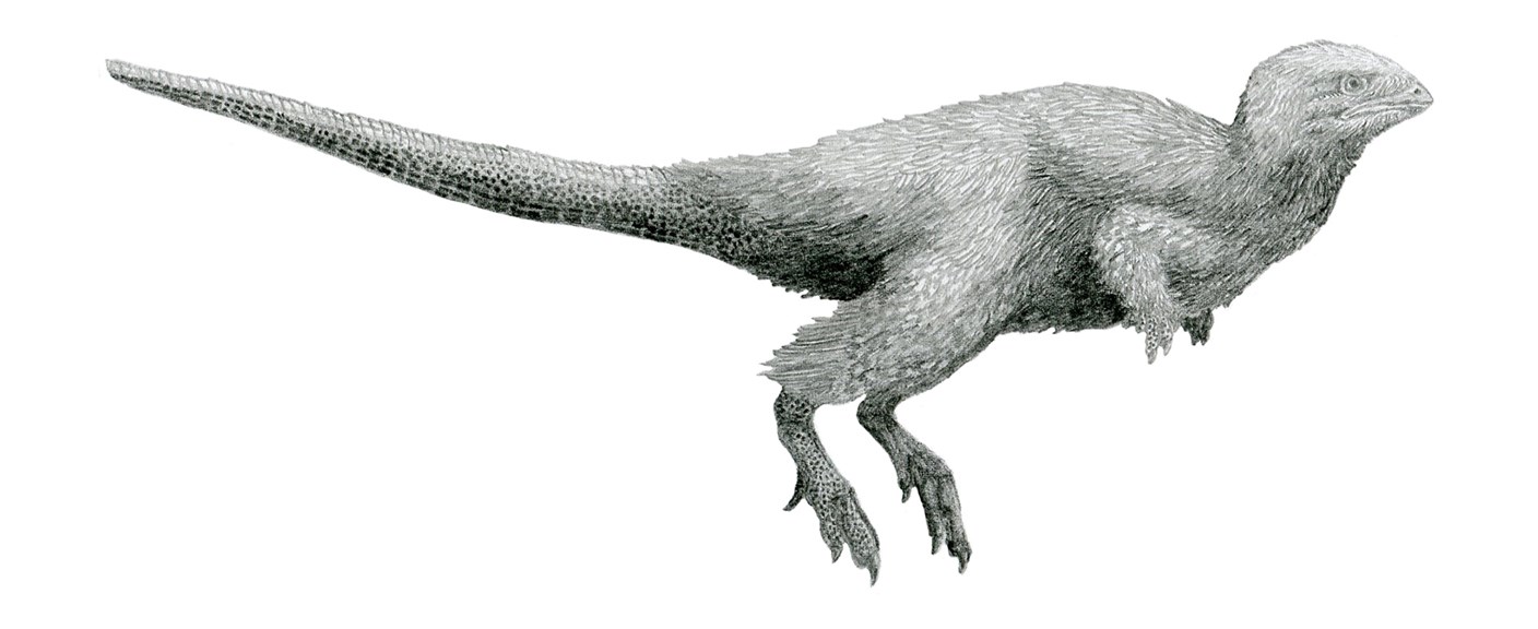 Drawing showing the feathers of a small dinosaur