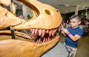 A  young visitor uses a magnifying glass to inspect a dinosaur skull with lots of teeth.