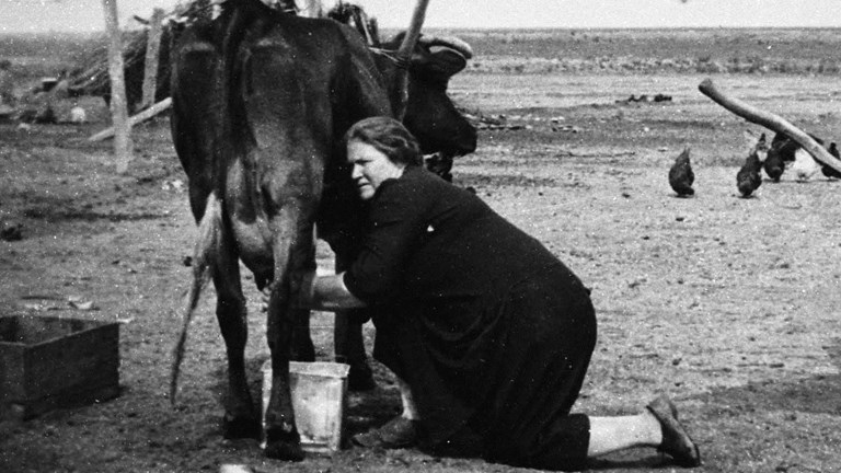 Black and white image of a woman milking a cow