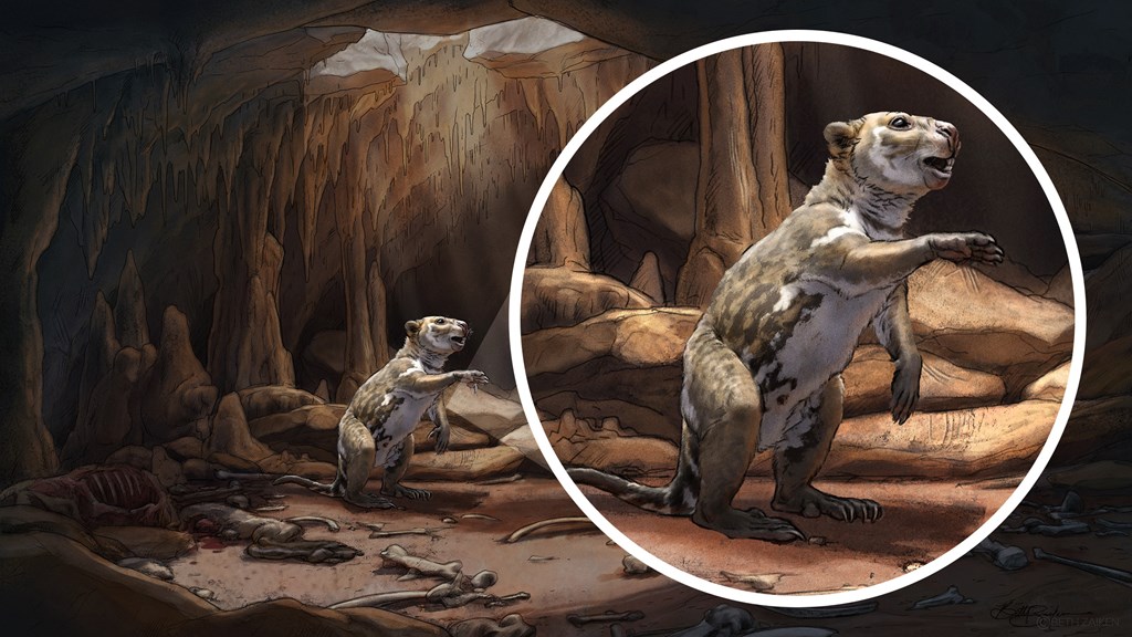 The same cave with a joey Thylacoleo revealed.