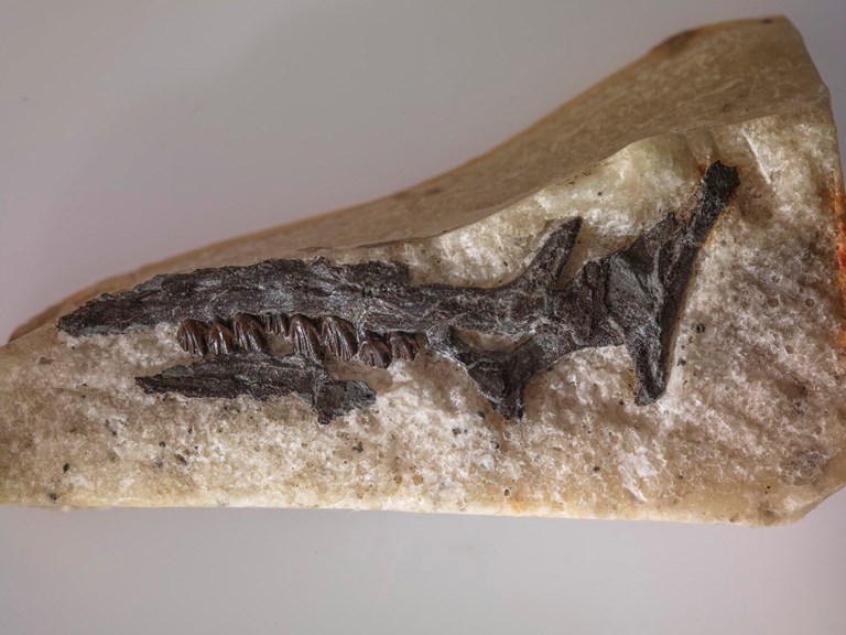 A Leaellynasaura fossil in a rock