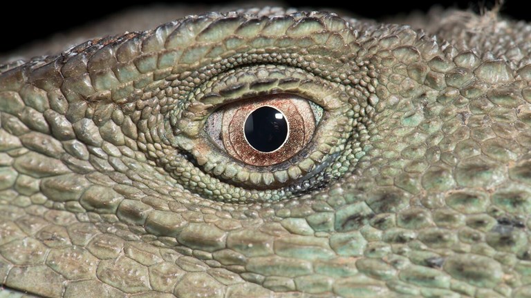 Close up of Gippsland Water Dragon eye.