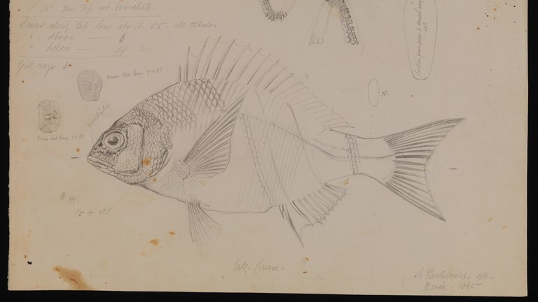 Black Bream, Acanthopagrus butcheri by Arthur Bartholomew. Drawing, pencil on paper
