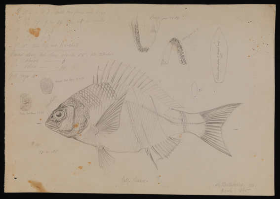 Black Bream, Acanthopagrus butcheri by Arthur Bartholomew. Drawing, pencil on paper