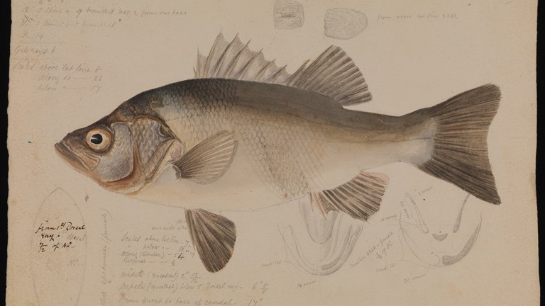 Estuary Perch, Macquaria colonorum by Arthur Bartholomew. Drawing, pencil, watercolour and ink on paper