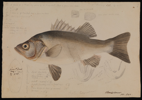 Estuary Perch, Macquaria colonorum by Arthur Bartholomew. Drawing, pencil, watercolour and ink on paper