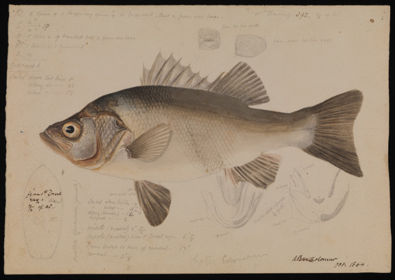Estuary Perch, Macquaria colonorum by Arthur Bartholomew. Drawing, pencil, watercolour and ink on paper