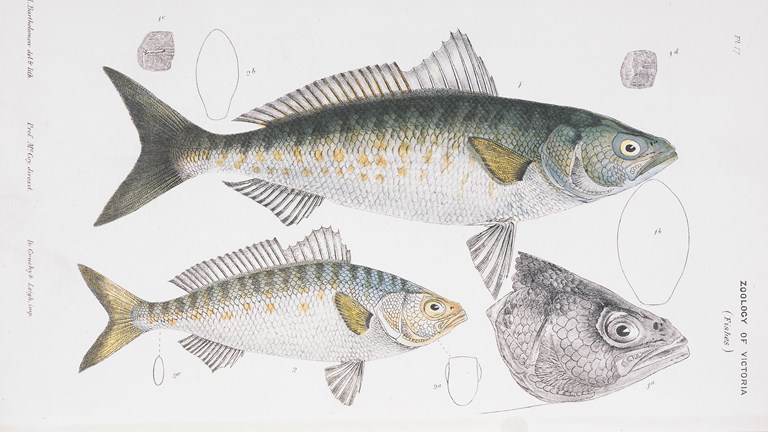 Illustration - Pencil and watercolour on paper, Western Australian Salmon