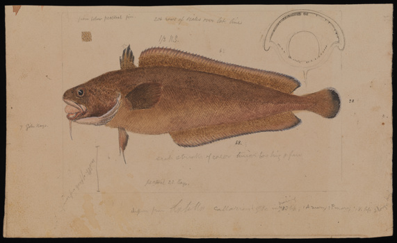 Largetooth Beardie, Lotella rhacina, by Arthur Bartholomew (del) and Frederick Schoenfeld (lith). Drawing - pencil, watercolour and Indian ink