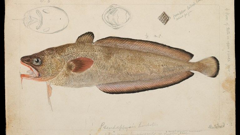 Australian Red Cod, Pseudophycis palmata, by Arthur Bartholomew. Pencil, watercolour, lithographic ink, Indian ink illustration on paper