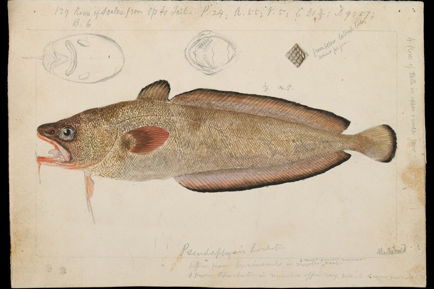 Australian Red Cod, Pseudophycis palmata, by Arthur Bartholomew. Pencil, watercolour, lithographic ink, Indian ink illustration on paper