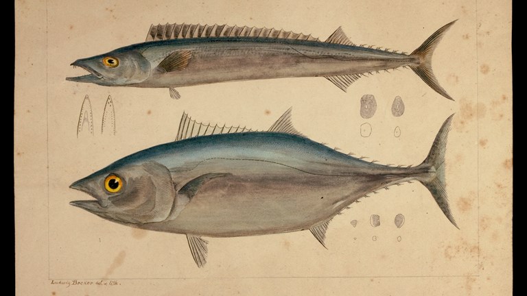 Southern Bluefin Tuna and Barracouta. Lithographic proof - lithographic ink and watercolour on paper
