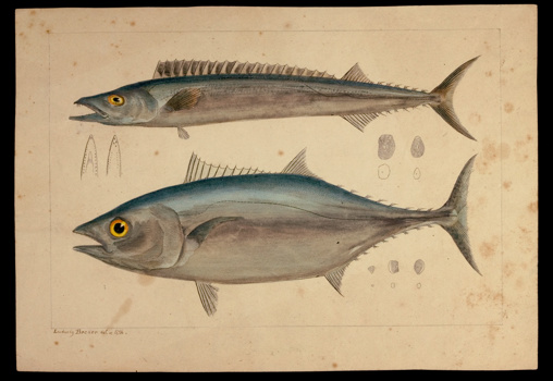 Southern Bluefin Tuna and Barracouta. Lithographic proof - lithographic ink and watercolour on paper