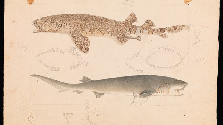 Pencil and watercolour drawing of a Banded Wobbegong and a Broadnose Shark