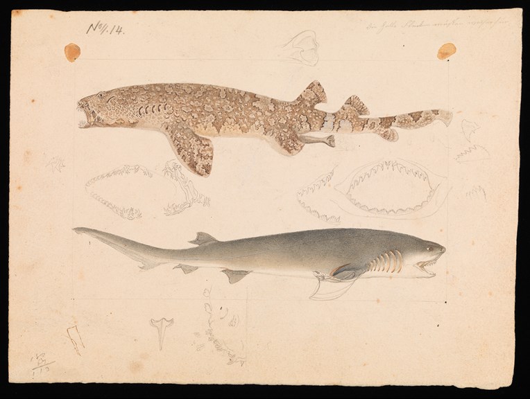 Pencil and watercolour drawing of a Banded Wobbegong and a Broadnose Shark