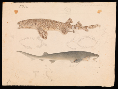 Pencil and watercolour drawing of a Banded Wobbegong and a Broadnose Shark