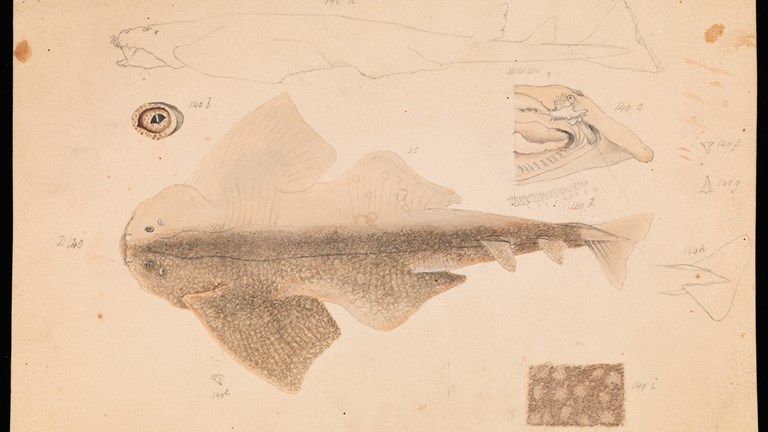 Drawing - pencil and watercolour on paper - of an Australian Angelshark