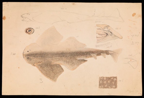 Drawing - pencil and watercolour on paper - of an Australian Angelshark