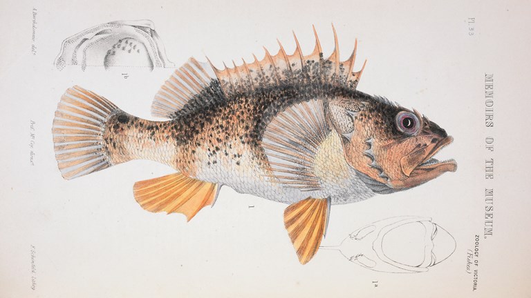 Hand-coloured lithograph - lithographic ink, watercolour and varnish on paper - of an Ocean Perch