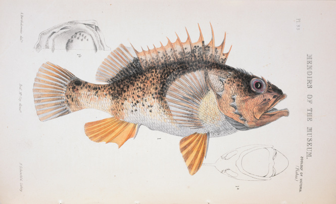 Hand-coloured lithograph - lithographic ink, watercolour and varnish on paper - of an Ocean Perch