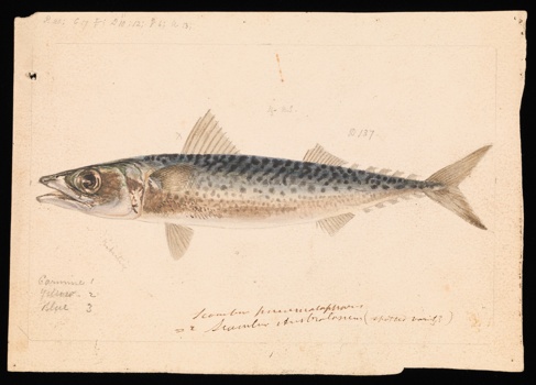 Drawing - pencil, watercolour and Indian ink on paper - of a Blue Mackerel