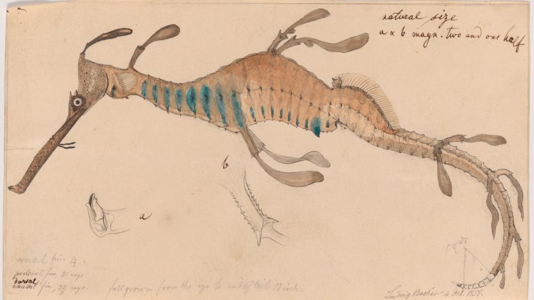 Common Seadragon, Phyllopteryx taeniolatus, by Ludwig Becker. Unnumbered watercolour, pencil and Indian ink illustration on paper