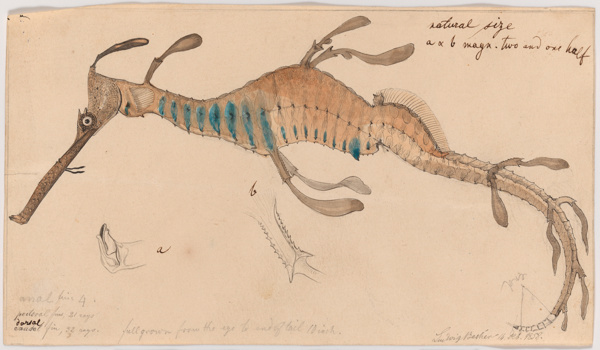 Common Seadragon, Phyllopteryx taeniolatus, by Ludwig Becker. Unnumbered watercolour, pencil and Indian ink illustration on paper