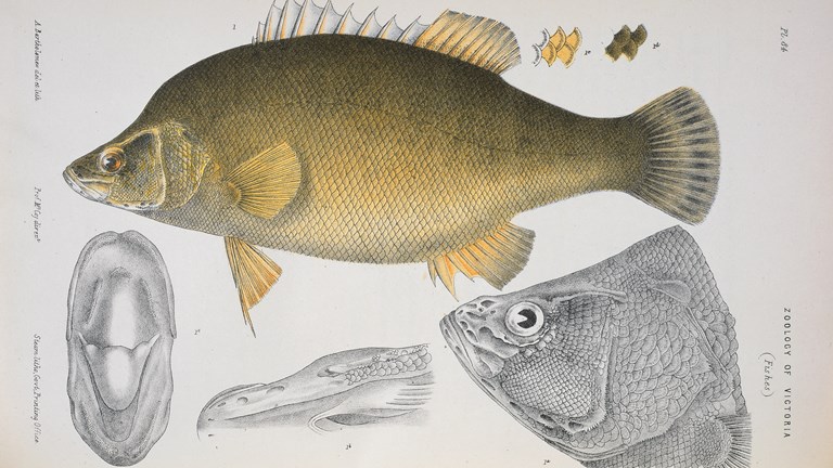 Golden Perch, Macquaria ambigua by Arthur Bartholomew. Lithographic proof - lithographic ink on paper