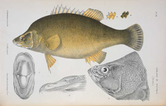 Golden Perch, Macquaria ambigua by Arthur Bartholomew. Lithographic proof - lithographic ink on paper