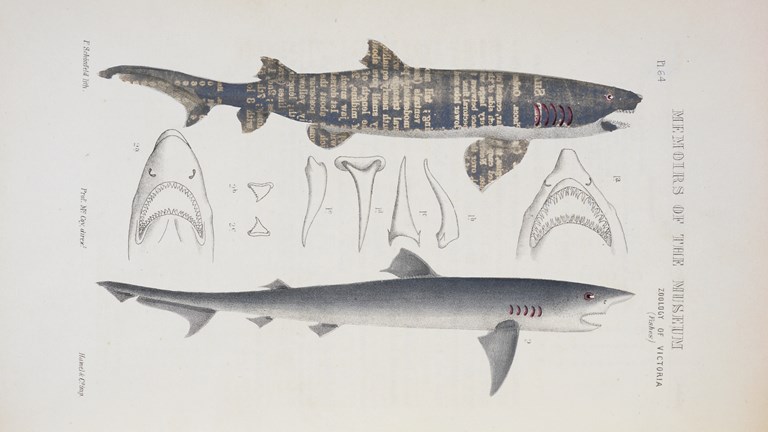 Scientific illustration of a Greynurse Shark and a School Shark. The Greynurse Shark has type embossed on it.