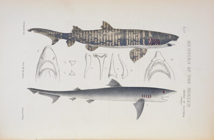 Scientific illustration of a Greynurse Shark and a School Shark. The Greynurse Shark has type embossed on it.