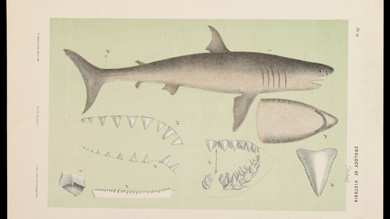 Scientific illustration of a White Shark, Carcharodon carcharias