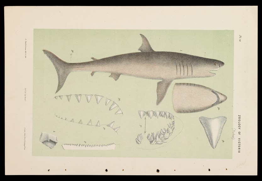 Scientific illustration of a White Shark, Carcharodon carcharias