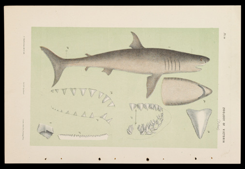 Scientific illustration of a White Shark, Carcharodon carcharias